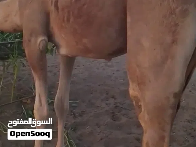 قعود للبيع