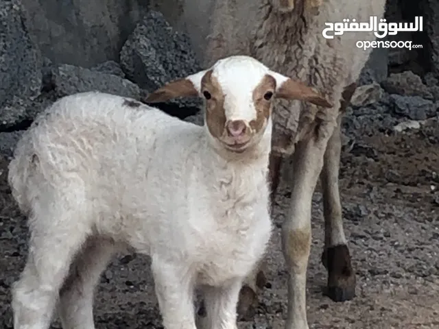 حولية كيف مبدلة والدة خروف