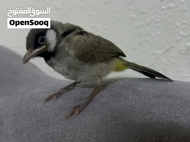 فروخ بلابل