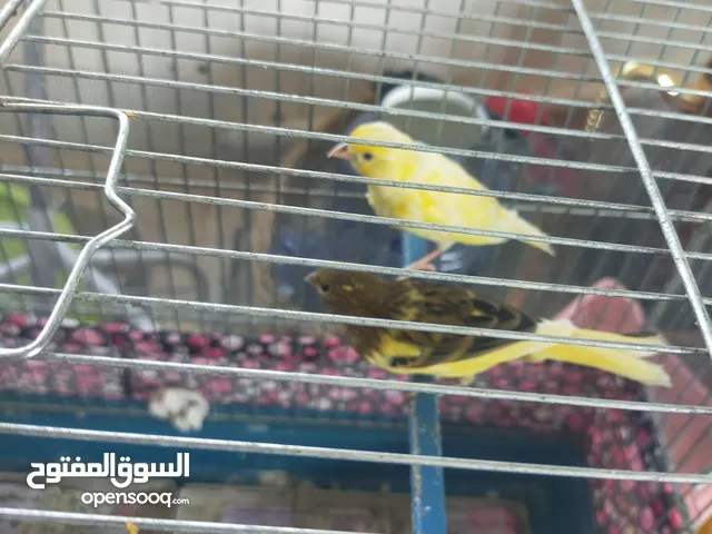 عصفور كنار للبيع
