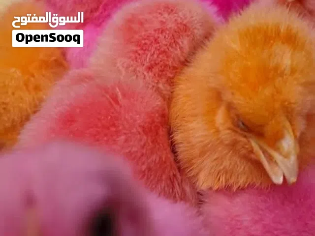 موجود صيصان مزارع