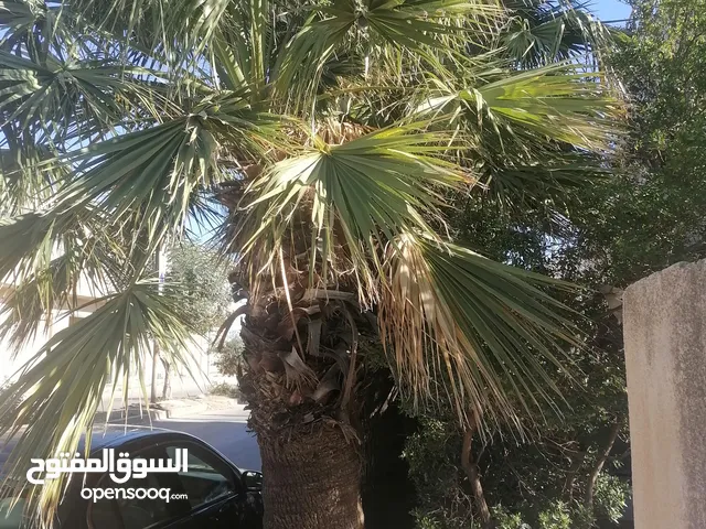 شجرة نخيل زينه (واشنطونيا)، عمرها 35 عام