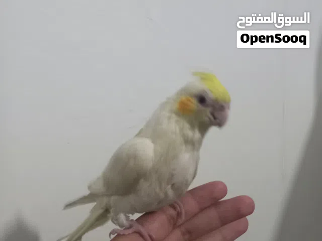 كوكتيل مروض فل العمر شهرين مفطوم تواصل على الوتساب