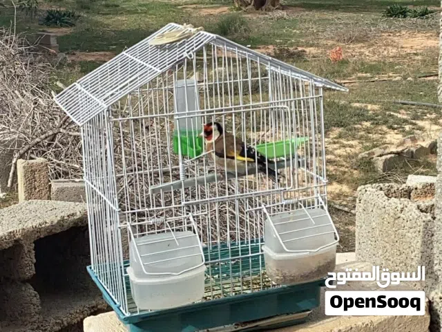 قرديل سوري الله يبارك صفاره أقرا الوصف