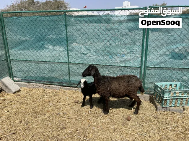 جعده تحته كبش كلشي سليم فيه السعر :110قابل للتفاوض
