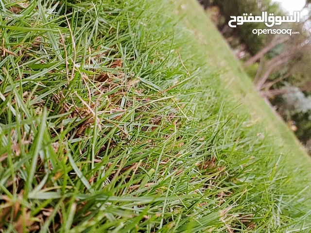 ديج ودجاجه