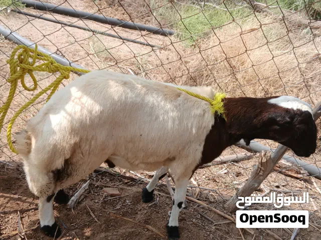 السلام عليكم اعراض لكم كبيشين للبيع الاسود عمره 8 اشهور