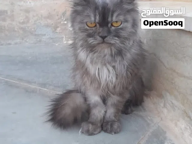 قطوسه شيرازي انتى