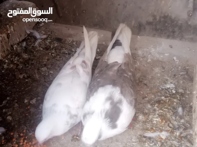 السلام عليكم زوج حمام لوت مال بر للبيع او مراوس