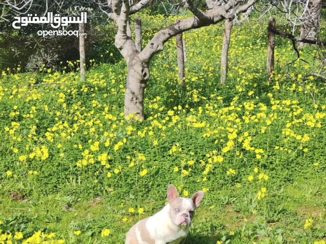 bulldog française exotique