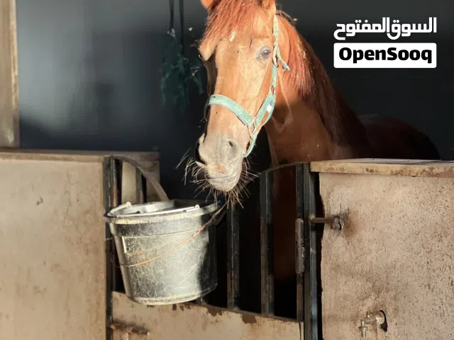 فرس للبيع العمر 4سنوات