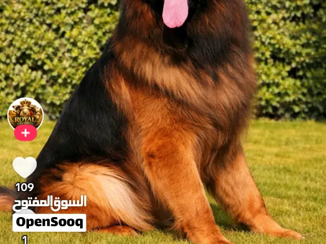 جرمن شيبرد