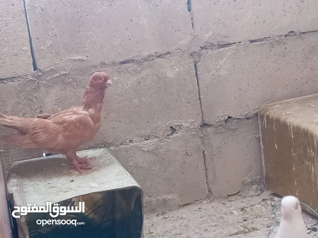 حمام للبيع في سعر مغريييي