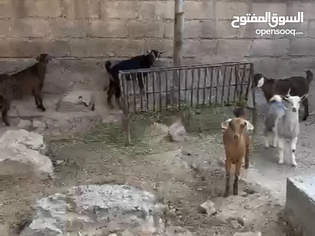 حلال الدار عربيات