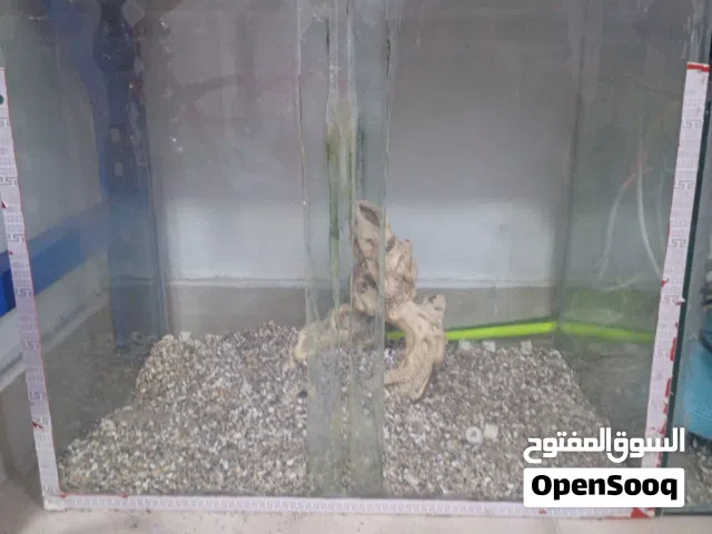 حوض سمك وسط