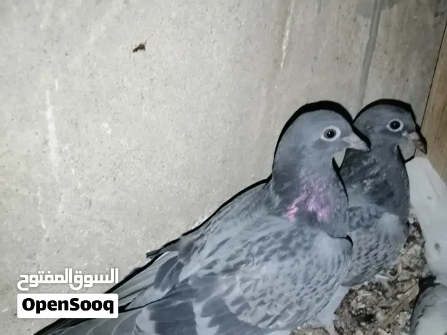 زوج افراخ لوت توهن معزولات  صحة ولقاح كاملات من كلشي خوات___________________________________________