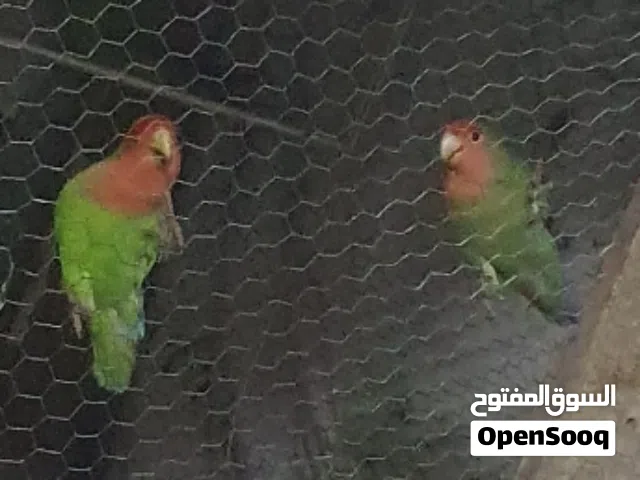 sor sell 2 brid price 300