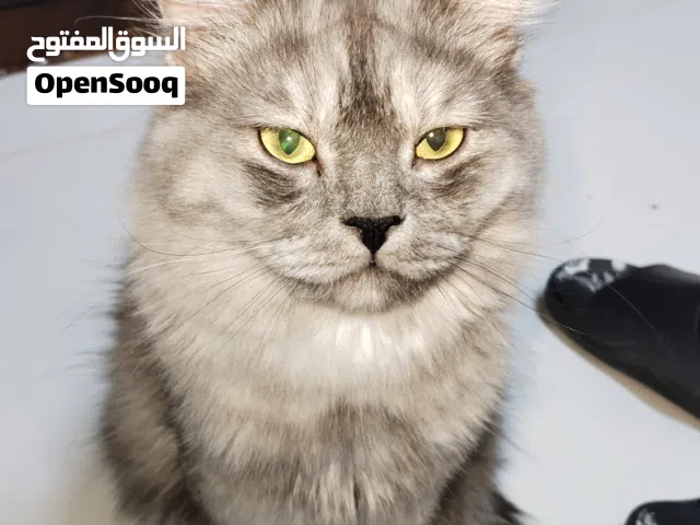 قط شيرازي ذكر