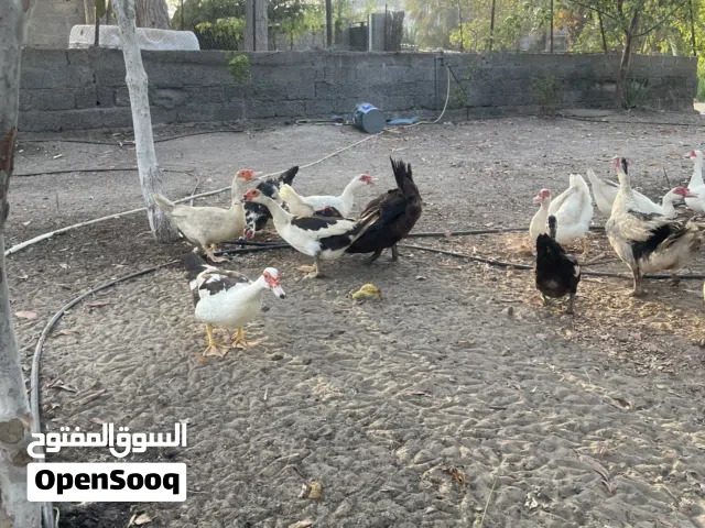 بط مصري منتجات