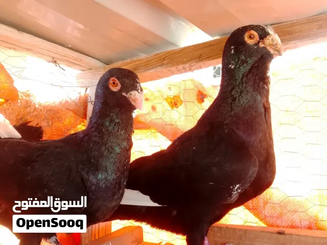 جوزين شغالات اقرأ الوصف قبل ما ترن