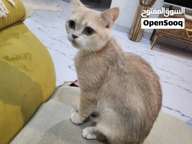 للتبني قطه جميله سكوتش شورت هير