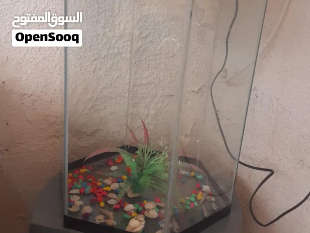 حوض سمك امريكي