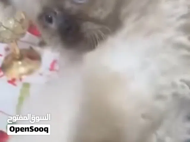 قطة أنثى عمر شهرين مطعمة لون كريمي بأطراف غامقة للبيع في الموصل