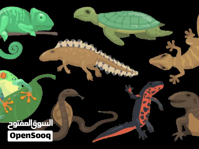 مكافحة حشرات رش مبيدات رش دفان مكافحة الصراصير بق والنمل العتة العقارب والفيران مكافحة جميع الحشرات