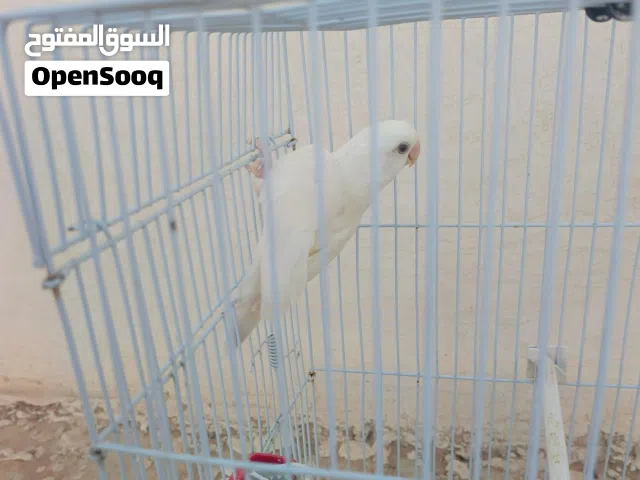 دكر بركديلو
