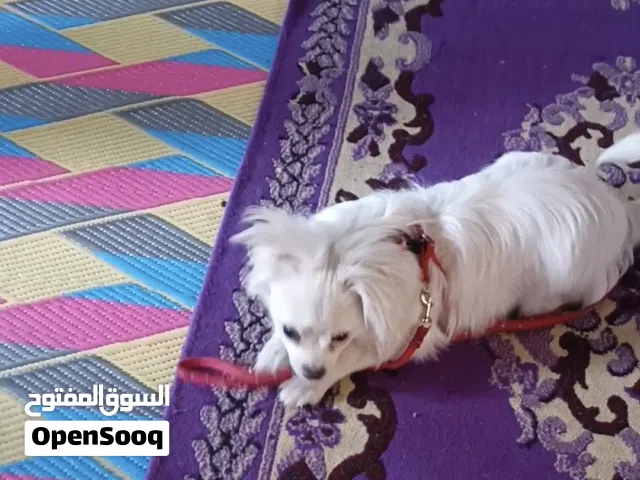 لولو فوكس لعوب اليف  سعر خاص واتساب مكان بغداد