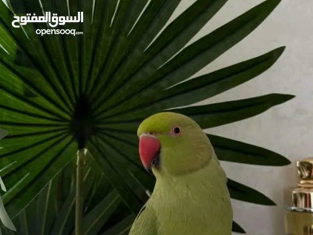 ذكر دره اليف ويتكلم وبخربط بالكلام ماشاءالله صحته تمام الموقع راس الخيمه