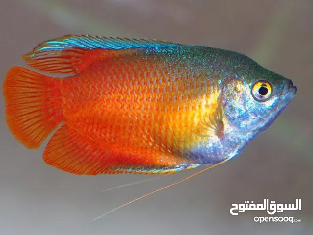 Dwarf red gurami