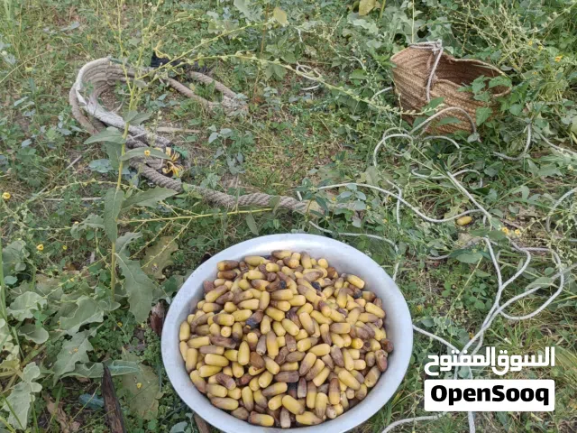 رطب نغال  عالي الجودة