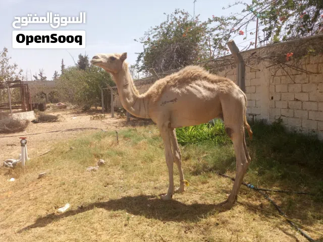 حوار صغير الله ايبارك