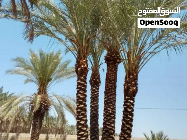 نخيل مثمر جميع الارتفاعات