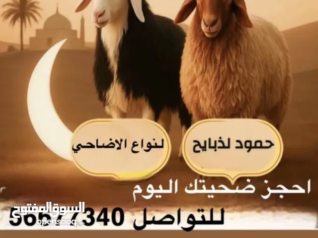 أضحي طيبة