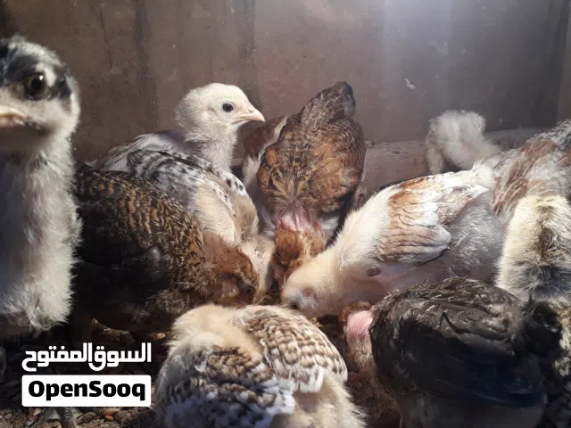 السلام عليكم اقراء الوصف 14 طرف للبيع