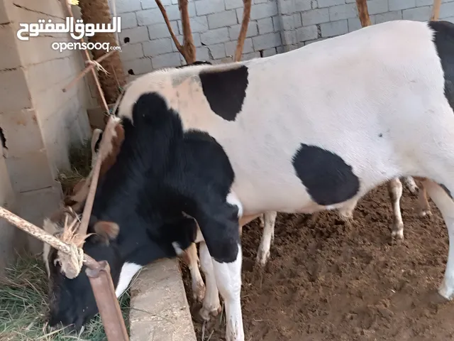 عجل للبيع خشن وبي لحم خير من الله