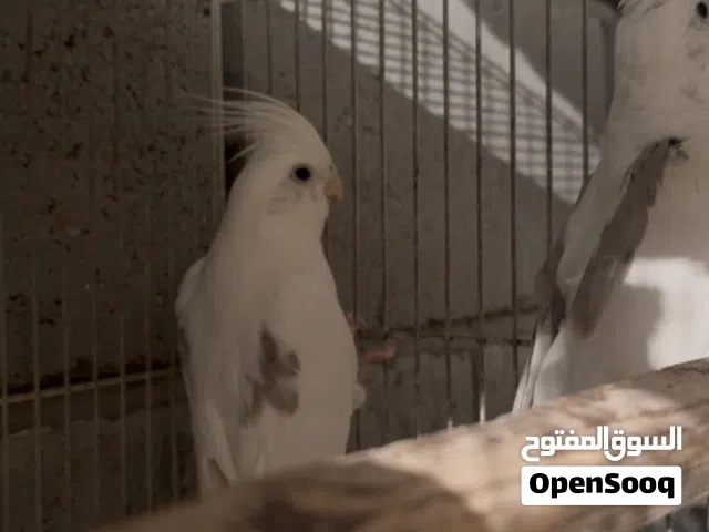 كوكتيل مرتبات وخشنات وعراقيات مو مستوردات طيور خط اول