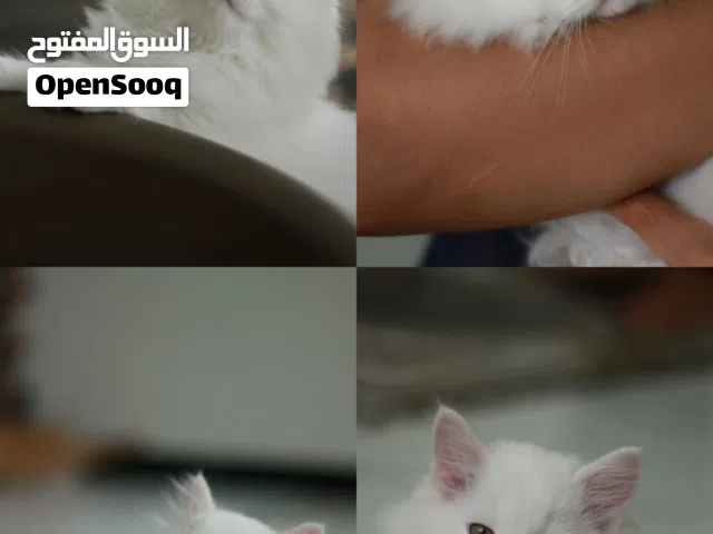 قطط شيرازي مهجن تركي