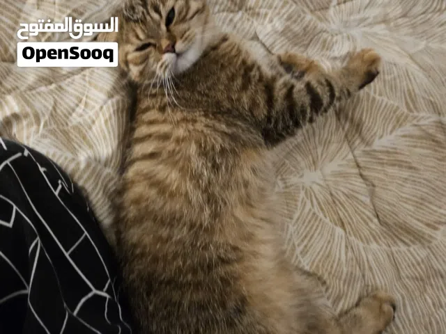 Cat Scottish fold (8-9)months female