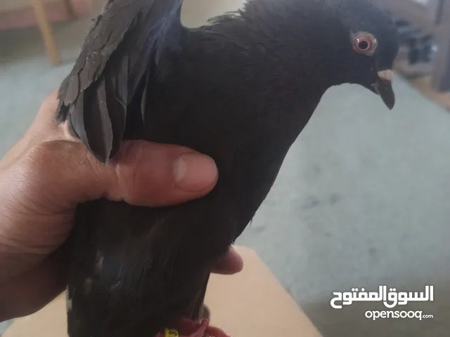 حمام...........قلابي