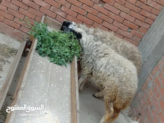 بسم الله الرحمن الرحيم الخميس 15/1/2026 متاح دكرونتايه خروف وبدريه  أعمار7شهور تربيه بيتي ع العلف وا