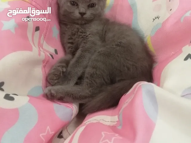 Scottish kitten, male, 2 months