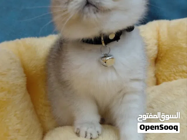 قطط سكوتش سلفر شيدد وبرتش شورت هير انتاج فخم باسعار مناسبه جدا