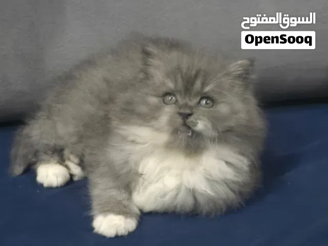 انثى شيرازي عمر شهرين