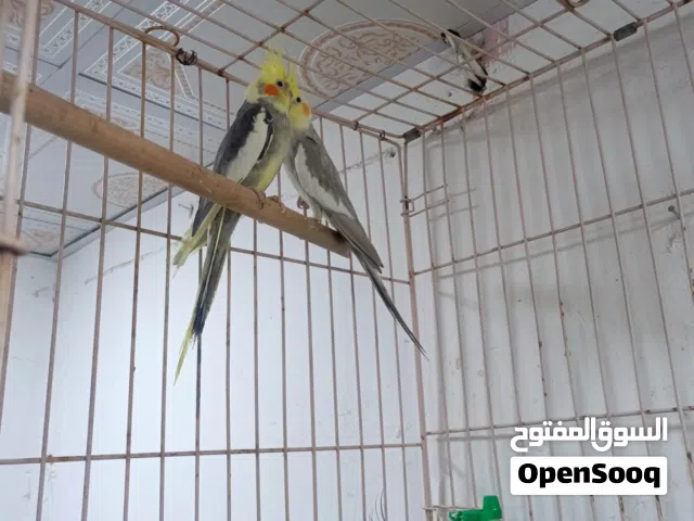 كوكتيلات للبيع اقرة الوصف