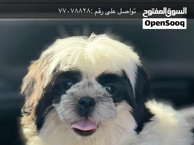 كلبه شتزو انثى شتزو بيور اصل