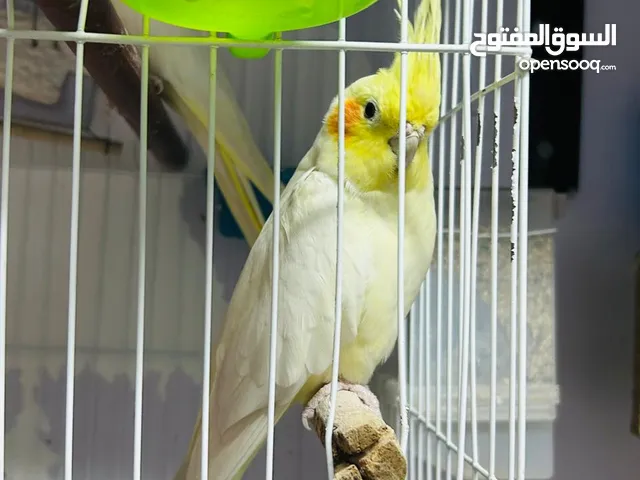 جوز كوكتيل لاتيني بجميع المشتملات