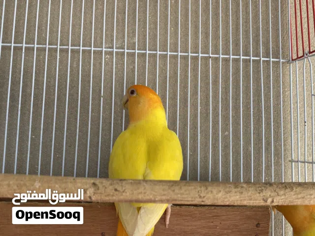 السلام عليكم انتيه بركدالو لفه اورنج لي البيع